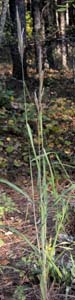 Silver Plumegrass /
Saccharum alopecuroides
(Syn. Saccharum alopecuroidum,
Erianthus alopecuroides)